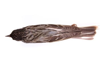 Media type: image;   Ornithology 213919 Description: Dendroica striata;  Aspect: dorsal